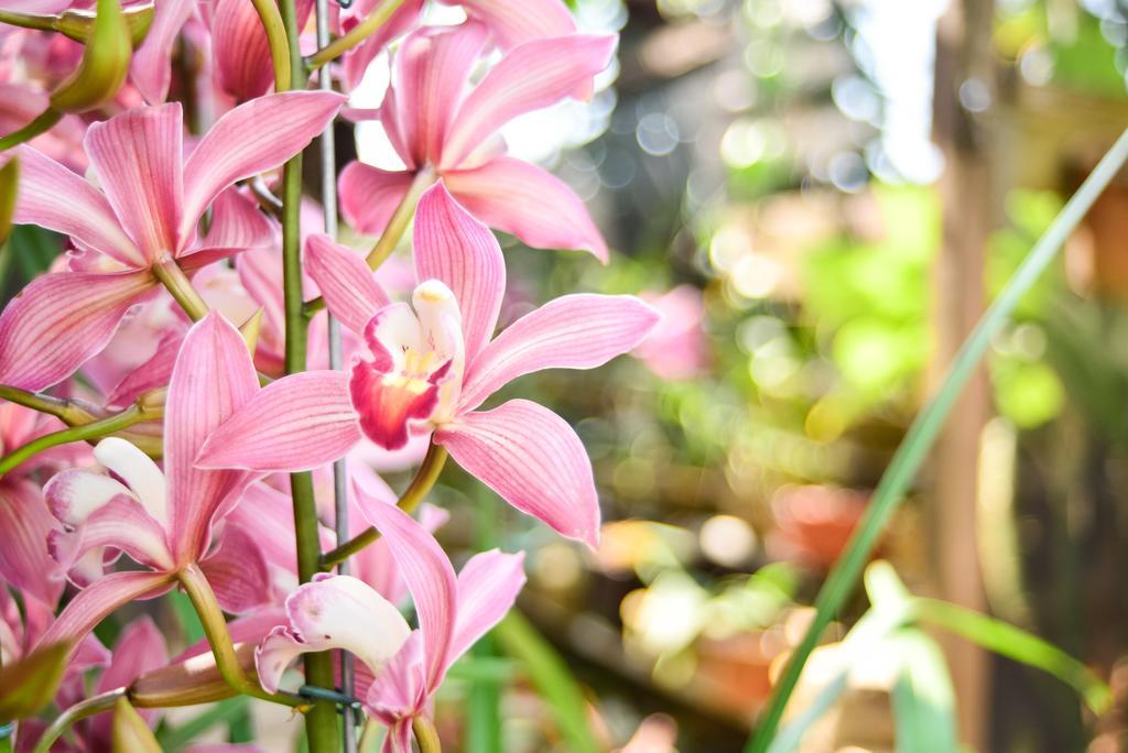 Orquidea Cafe Hotel Guarapari Buitenkant foto